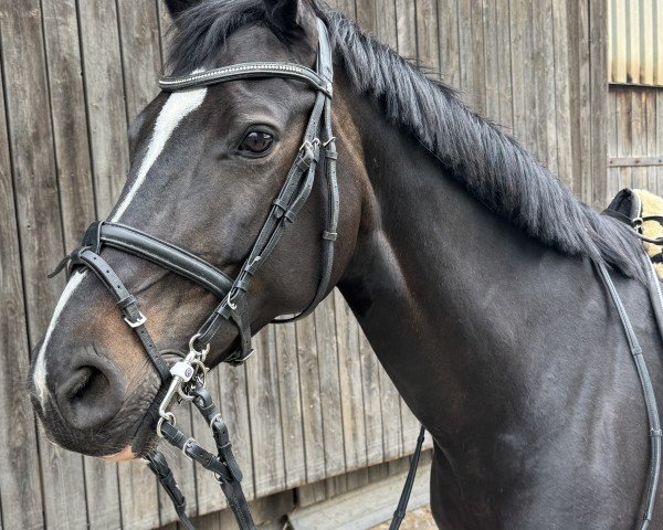 broodmare Pintados C'est La Vie (Holsteiner, 2014, from Soel'rings Classix Royal)