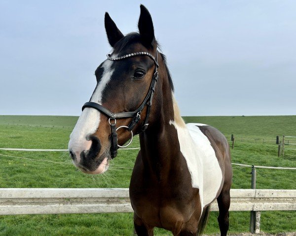 jumper Soraya (Pinto / Small Riding Horse, 2010, from Showtime)