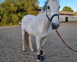 jumper Areto (Westphalian, 2011, from Quite Capitol)