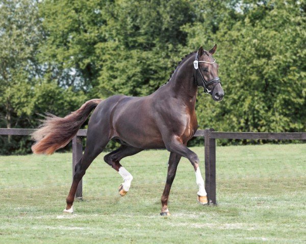dressage horse Dubawi (Oldenburg, 2022, from Dimaggio Black)