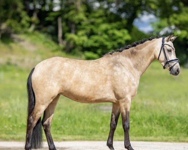 horse Natessa HB (German Riding Pony, 2019, from Jonker's Socrates)