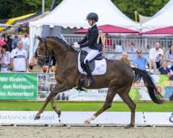 dressage horse Weihkjenta OLD (Oldenburg, 2021, from Kjento)