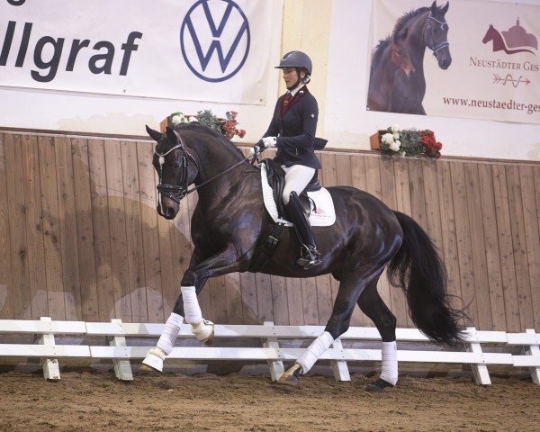 dressage horse Boccaccio 55 (Hanoverian, 2021, from Bonds)
