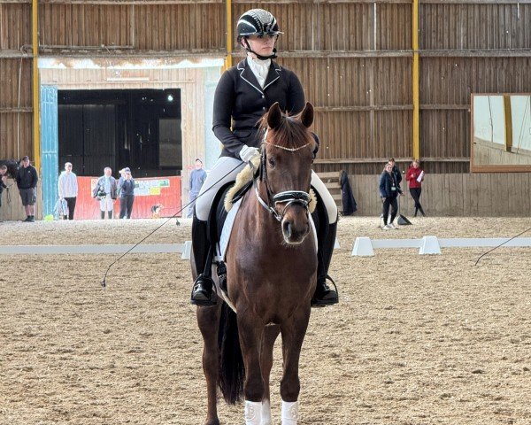 dressage horse Revelation VD Bisschop (Belgian Warmblood, 2017, from Revolution)
