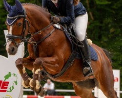 jumper Special von Herzen (German Riding Pony, 2007)