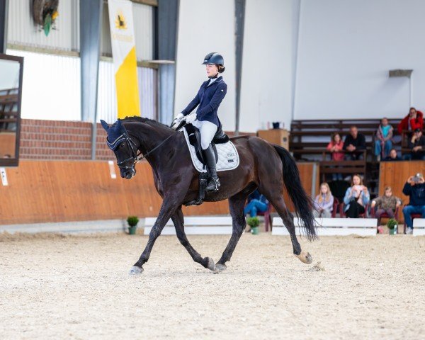 dressage horse Lancelot 396 (Hanoverian, 2011, from Laurice)