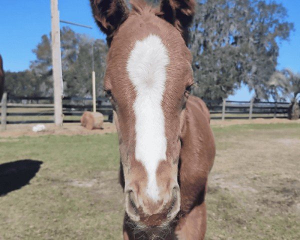 foal Stute von Verifying xx (Thoroughbred, 2025, from Verifying xx)