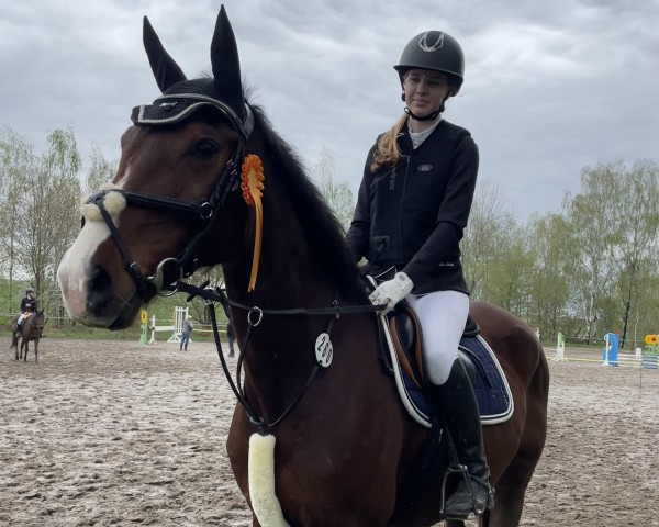 Springpferd Ciabatto 2 (Deutsches Sportpferd, 2009, von Contenaro)