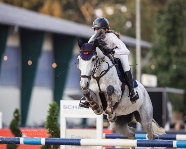 jumper Cendra 9 (Westphalian, 2017, from Congress)