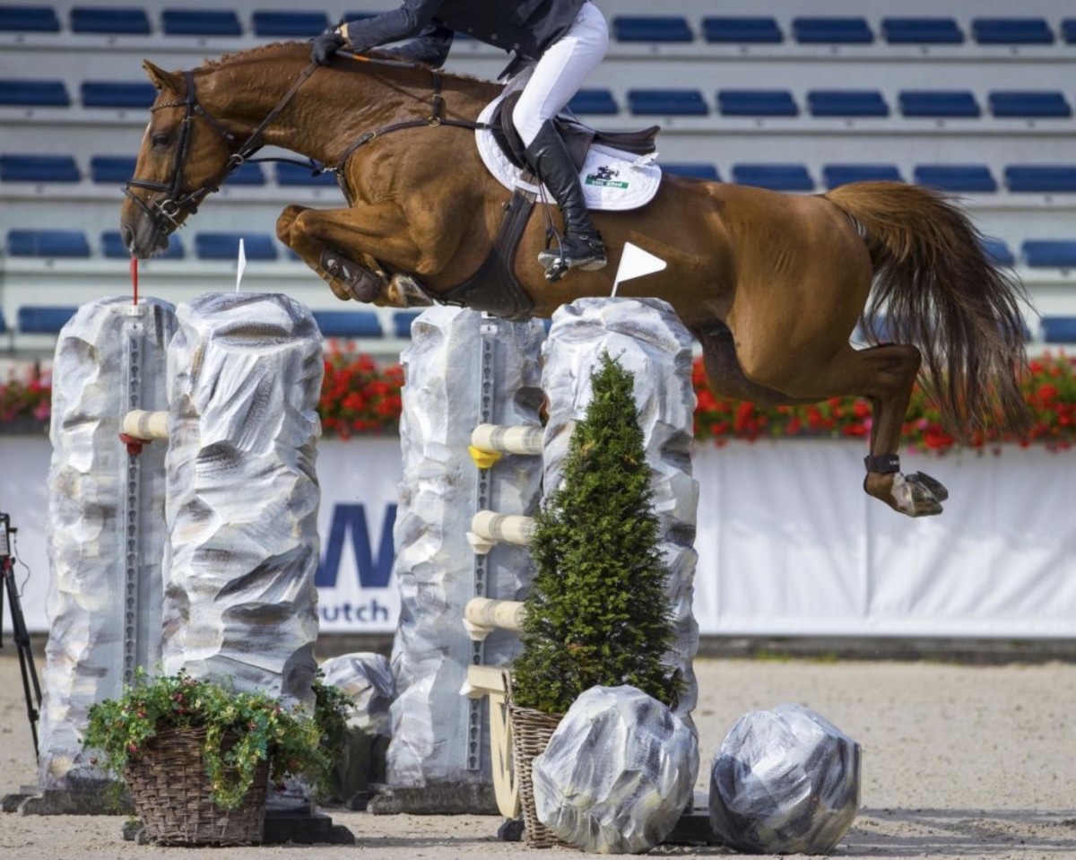 stallion Inaico (KWPN (Royal Dutch Sporthorse), 2013, from Indoctro)