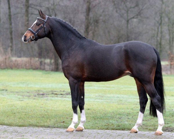 stallion Nightfever (German Riding Pony, 1994, from Night-Star III)