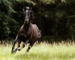 Pferd Leanders Claire de Lune (Oldenburger, 2003, von Landjonker (Fruhling))