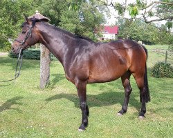 broodmare Peppels (Hanoverian, 2009, from Don Frederico)