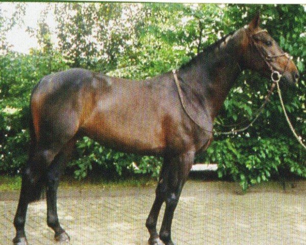 horse Leroy-Jack (Westphalian, 1999, from Laurentianer)