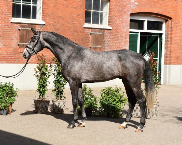 horse Zuccatoki (Holsteiner, 2022, from Zuccero 5)