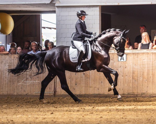 dressage horse Diamillos (Westphalian, 2019, from Don Martillo)