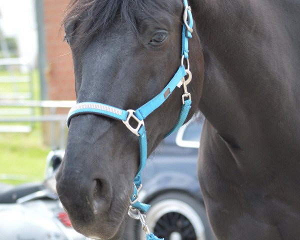 horse Don Jan (KWPN (Royal Dutch Sporthorse), 2008, from Prestige)