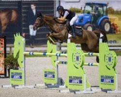 jumper Agalove Ab Z (Zangersheide riding horse, 2018, from Aganix du Seigneur)