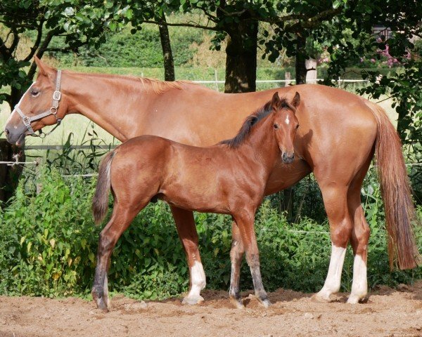 Fohlen von HF v. Ragazy de la Serre (Deutsches Reitpferd, 2025, von Ragazy de La Serre)