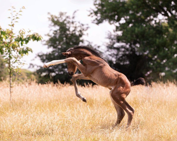 foal by Stute von Franziskus / Diamond Hit (Westphalian, 2025, from Franziskus FRH)