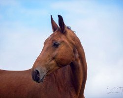 Pferd Fast Forward (Westfale, 1999, von Goldbach)