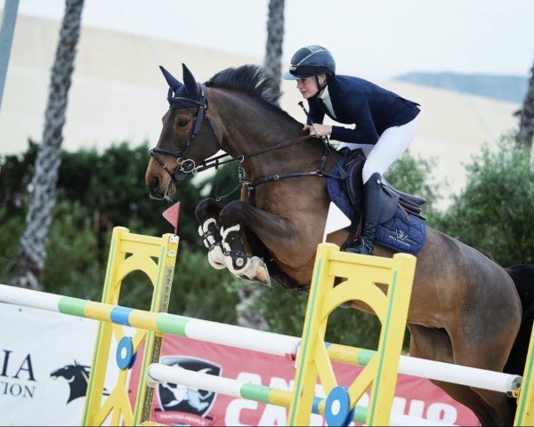 jumper Killaloe Sitte (Belgium Sporthorse, 2016, from Dayton Sitte)
