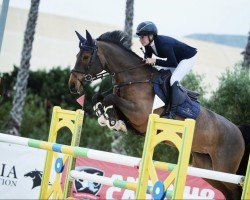 Springpferd Killaloe Sitte (Belgium Sporthorse, 2016, von Dayton Sitte)