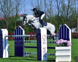 jumper Calvin FP Z (Zangersheide riding horse, 2014, from Calvados)