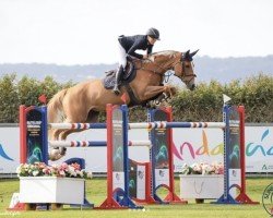 jumper Quibelle vd Bisschop (Belgian Warmblood, 2016, from Vigo d'Arsouilles)