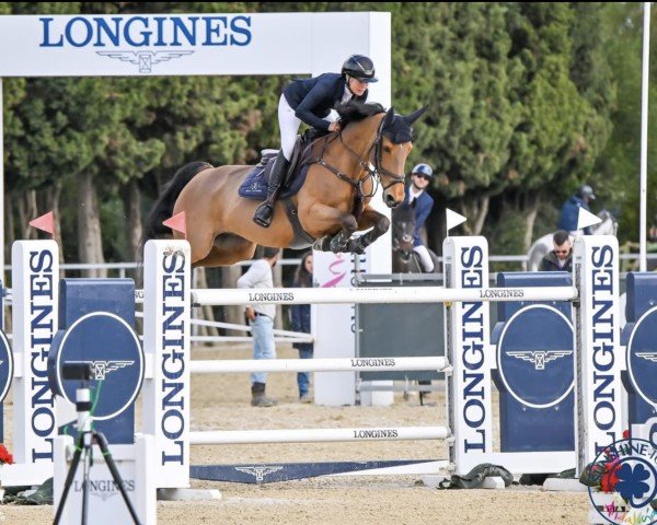 jumper Alencia Von Hary Z (Zangersheide riding horse, 2012, from Action-Breaker)
