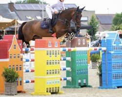 jumper Khan vd Kattevennen Z (Belgian Warmblood, 2012, from Kannan)