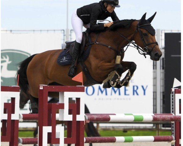 jumper Cocette du Plevau Z (Zangersheide riding horse, 2016, from Coeur de Cachas)