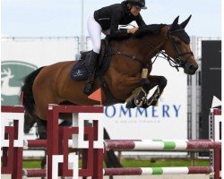 jumper Cocette du Plevau Z (Zangersheide riding horse, 2016, from Coeur de Cachas)
