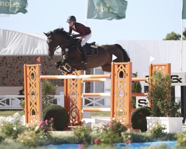 jumper F Termie R12 (KWPN (Royal Dutch Sporthorse), 2010, from Lasino)