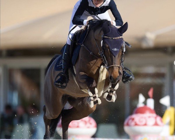 jumper Lordato (Holsteiner, 2016, from Pikeur Lord Fauntleroy)