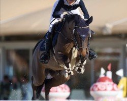 jumper Lordato (Holsteiner, 2016, from Pikeur Lord Fauntleroy)