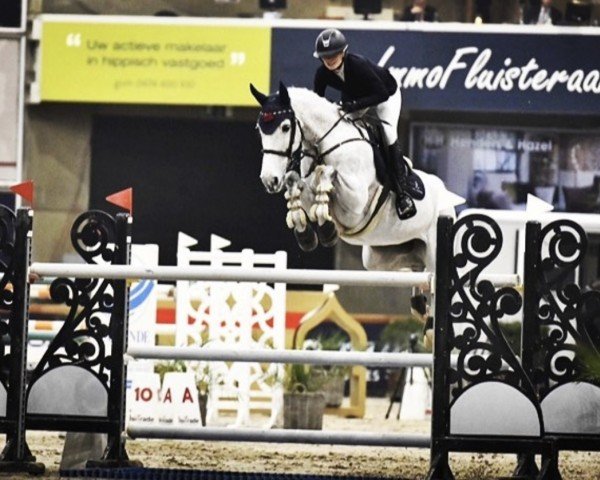 jumper Laure van de Kakebeek (Belgian Warmblood, 2011, from Zilverstar T)
