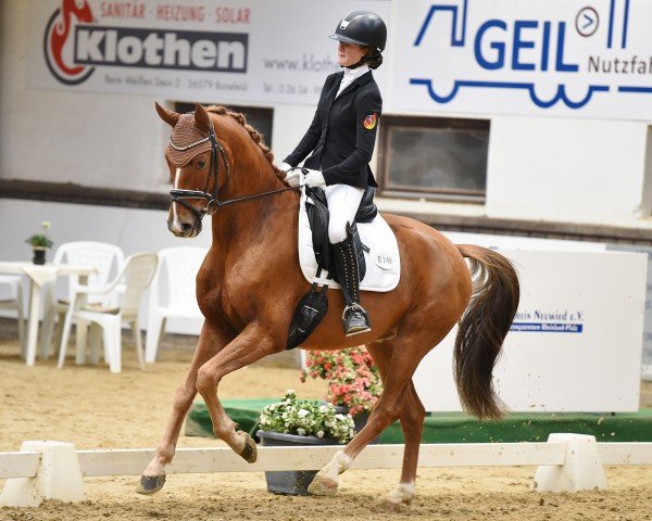 dressage horse Quickstep 75 (Hanoverian, 2018, from Quando Unico FRH)