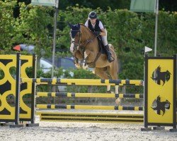 jumper Drafino PS (Hanoverian, 2014, from Diarado's Boy)