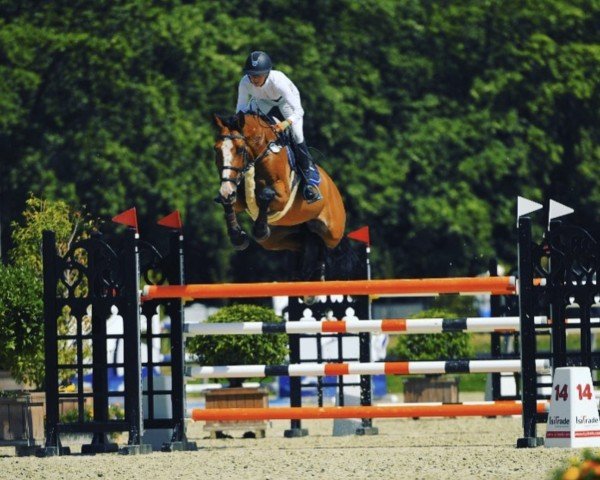 jumper Dasca van het Vijverbos (Belgium Sporthorse, 2009, from Asca Z)