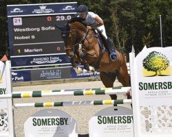 jumper Nobel S (Belgian Warmblood, 2013, from Cantario)