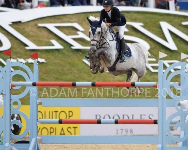 jumper Cadans Z (Zangersheide riding horse, 2009, from Carosso VDL)
