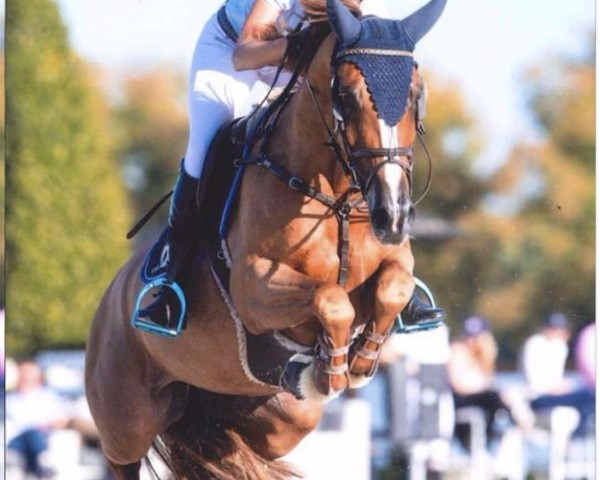 jumper Gitta van de Wezelseheihoeve (Belgian Warmblood, 2006, from Heartbreaker)