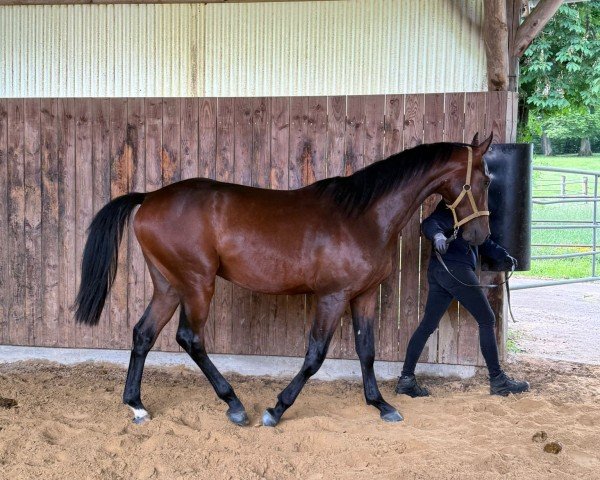 jumper Hengst von Carrera VDL / Lord Pezi (Oldenburg show jumper, 2023, from Carrera VDL)