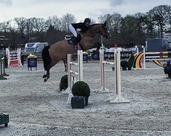 jumper Dominicus B (KWPN (Royal Dutch Sporthorse), 2008, from Vaillant)