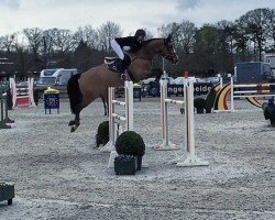 jumper Dominicus B (KWPN (Royal Dutch Sporthorse), 2008, from Vaillant)