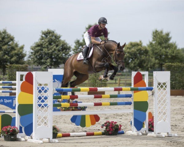 jumper Zapco of The Two Notes Z (Zangersheide riding horse, 2009, from Zapatero VDL) jumper Zapco of The Two Notes Z (Zangersheide riding horse, 2009, from Zapatero VDL)