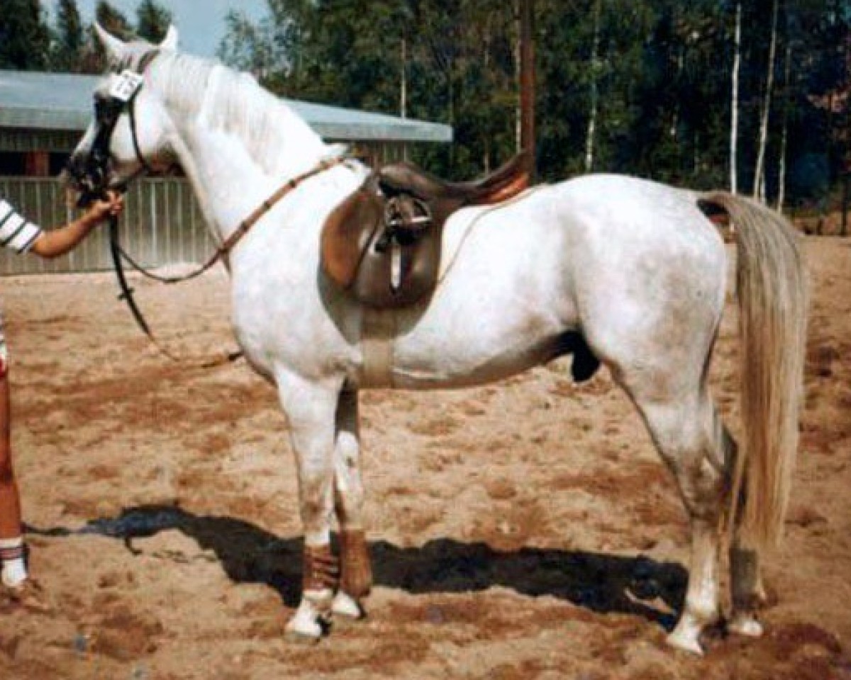 stallion Silver Dream 43 FIN (Tersk, 1974, from Tramplin 26 FIN)