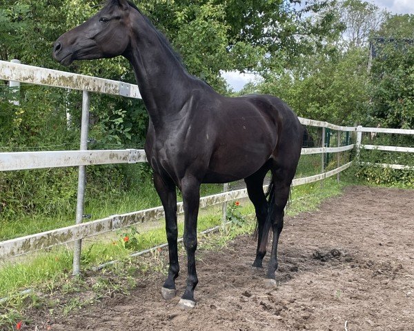 dressage horse Akeby‘s Oh Wie schön (Holsteiner, 2021, from Dancier Gold FRH)