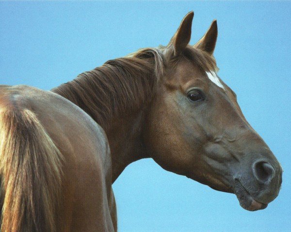 horse PRINCE BOY (Czech Warmblood, 2005, from Veneur du Luc)